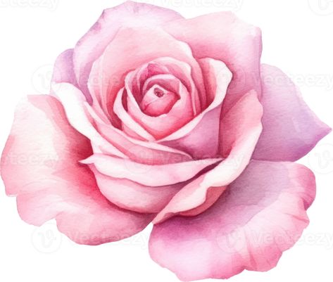 Pink Rose Flower Watercolor. AI Generated Pink Rose Icon, Rose Flower Illustration, Rose Watercolor Painting, Flower Pic, Pencil Inspiration, Pink Rose Flower, Flower Watercolor, Rose Icon, Gcse Art