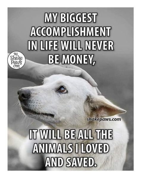 Animal Lovers Quotes, Rescue Dog Quotes, Animal Rescue Quotes, Animal Lover Quotes, Cute Dog Quotes, Dog Poems, Dog Lover Quotes, Dog Quotes Love, Dog Rules