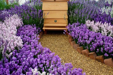 honey bee garden | Honey Bees  How I would just die to have such a sweet looking location for my honey making friends! Someday ;) Bee Garden Design, Honey Making, Honey Bee Garden, Backyard Bee, Bee Friendly Garden, Raising Bees, Backyard Beekeeping, Bee Farm, My Honey