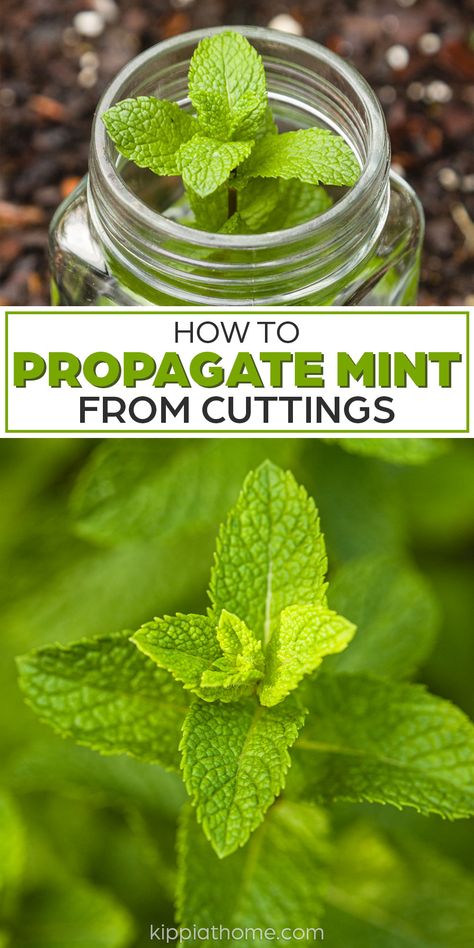 mint in jar and mint growing in garden Growing Mint Outdoors, How To Propagate Mint, Propagating Mint, Propagate Mint, Growing Herbs Outdoors, Mint Recipes Fresh, Mint Growing, Growing Mint Indoors, Grow Rosemary