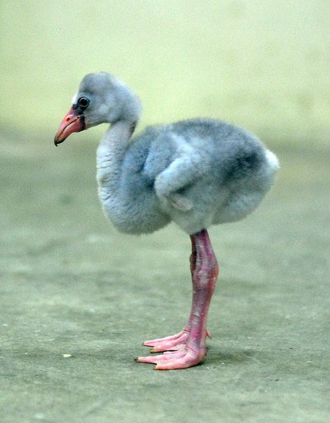 flamingo chick Baby Flamingo, Pretty Birds, Funny Animal Pictures, Animals Friends, 그림 그리기, Beautiful Creatures, Beautiful Birds, Animals Beautiful