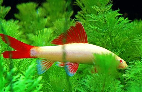 Albino Rainbow Shark Rainbow Shark Fish, Freshwater Sharks, White Spotted Bamboo Shark, Albino Rainbow Shark, Colorful Freshwater Fish, White Tip Reef Shark, Colorful Fresh Water Fish, Aquarium Store, Aquarium Maintenance