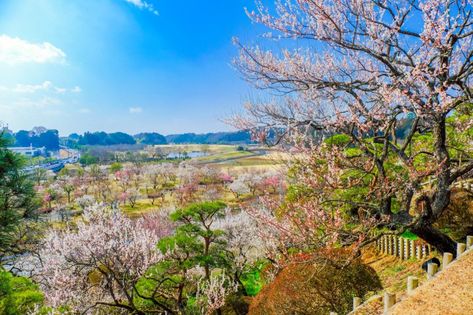 Kairakuen Garden - Ibaraki Attractions - Japan Travel Eat On A Budget, Cedar Forest, Traditional Japanese House, Famous Gardens, Ibaraki, Urban Oasis, Lake Landscape, Japanese House, Beautiful Lakes