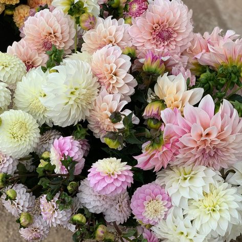 I’m dreaming of dahlias for summer weddings and events already. So many dahlias come in those pretty, delicate shades. Blush, white, cream, apricot, peach, salmon, buttercream, lemon, pale pink, lavender… 😍 What is your favourite softly coloured dahlia? Or what do you wish you could get but haven’t seen around? Pictured here is Florelie Tiara across all photos. Peach Salmon, Cut Flower Farm, Pink Lavender, Summer Weddings, Seasonal Flowers, Flower Farm, Flower Lover, Cut Flowers, White Cream