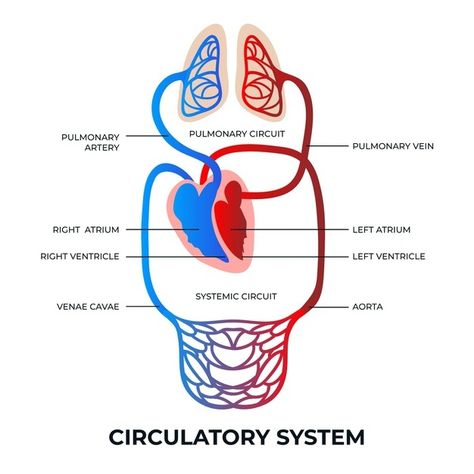 Gradient circulatory system infographic | Free Vector #Freepik #freevector #infographic #gradient #process #information Circulatory System Drawing, System Infographic, Central Venous Catheter, Anatomy Images, Resume Maker, Goodnotes Stickers, Circulatory System, Business Card Maker, Flow Chart