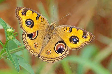 Orange Butterfly with Eye Spots on Its Wings Butterfly Wings With Eyes, Butterfly With Eyes On Wings, Warhammer Aesthetic, Picture Of A Butterfly, Amazing Insects, Eye Butterfly, Butterfly Art Drawing, Butterfly Eyes, Winged Eye