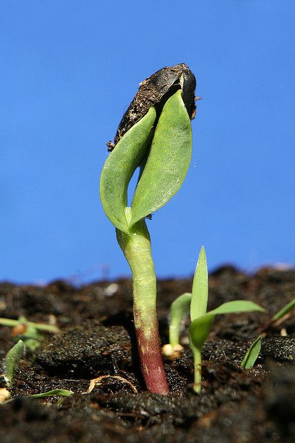 Seed Sprouting, Forest Ground, Grow Sunflowers, Sprouting Seeds, Plant Garden, Sweet Peas, Sunflower Fields, Sunflower Seed, Fruit Garden