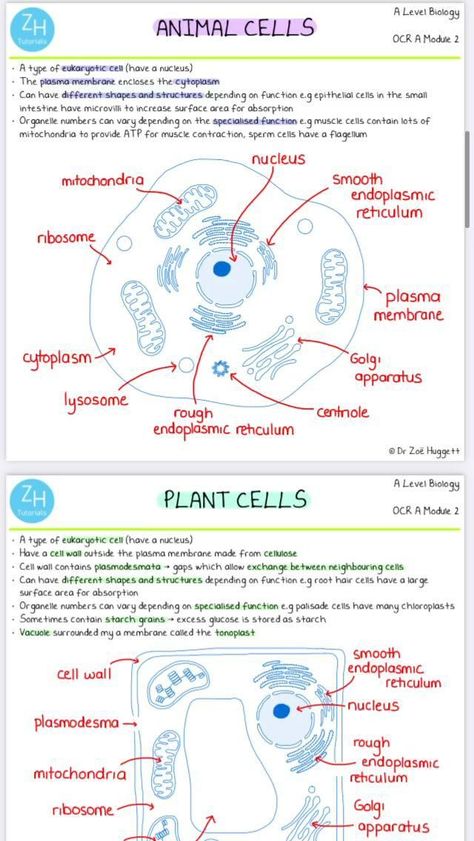 Cells In Biology, Cell Communication Biology Notes, What Is Cell Notes, Cell And Organelles, Free Biology Notes, Bio Cell Notes, Cells And Organelles, How To Study Botany, Biology Research Topics