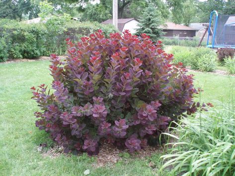 Spectacular Smokebush - Cotinus - Rotary Botanical Gardens Cotinus Coggygria, Velvet Cloak, Seed Germination, Cut Flower Garden, Outdoor Inspirations, Deciduous Trees, Potting Soil, Front Garden, Hedges