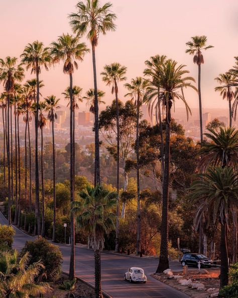 California.com on Instagram: “Beautiful palm trees guide the way down Los Angeles roads, creating the ultimate California experience 🌴⁠ ⁠ What's your favorite LA memory?…” Los Angeles Aesthetic, All Inclusive Trips, Los Angeles Travel, Los Angeles City, First Day Of Summer, City Of Angels, Los Angeles Area, California Love, California Dreamin'