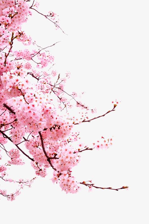 Anime Cherry Blossom, Cherry Blossom Drawing, Cherry Blossom Watercolor, Cherry Blossom Wallpaper, Japanese Blossom, Cherry Flower, Cherry Blossom Art, Sakura Tree, Soyut Sanat Tabloları