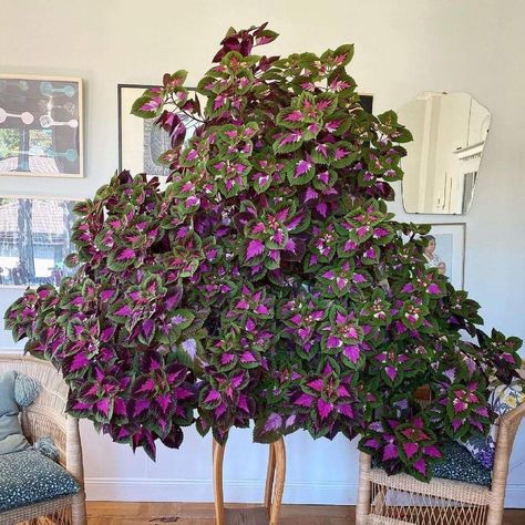 Coleus Landscaping Ideas, Coleus Plants Care, Coleus Care, Coleus Plants, Coleus Plant, Garden Wood, Front Yard Landscaping Diy, Succulent Garden Diy, Purple Plants