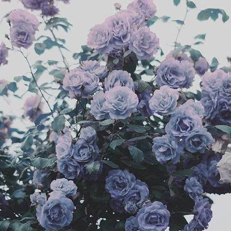 // Pinned lovingly by [Mode Ink]—with gratitude for the artist. @modeink.club | modeink.club The Tree, Purple Flowers, Roses, Purple, Flowers