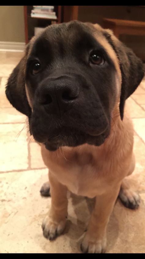 English Mastiff Dog, Mastiff Dog Breeds, Mastiff Puppy, Mastiff Puppies, 2 Months Old, Mastiff Dogs, English Mastiff, Cute Little Puppies, Bull Mastiff