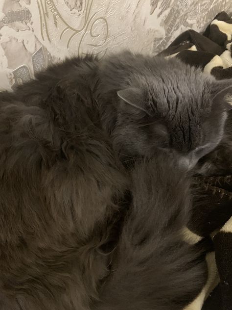 Dark Grey Cat, Nebelung Cat, Nebelung, Cafe Pictures, Cats Photos, Cous Cous, Gray Cat, Cute Cats Photos, Ragdoll Cat