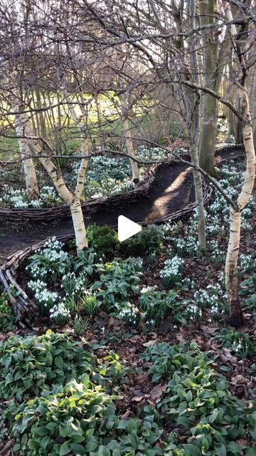 A.Zen.gardener on Instagram: "A week on in the woodland garden. The snowdrops have opened up with the recent warm weather . #woodlandgarden #woodlandgardens #snowdrops #snowdropseason #galanthusnivalis #galanthus #oldparkbarn" Woodland Garden Ideas, Vermont Garden, Orchard Ideas, Perfect Yard, Garden Displays, Enchanted Gardens, Garden Goals, Garden Seating Area, Woodland House