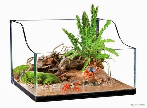 Terrarium