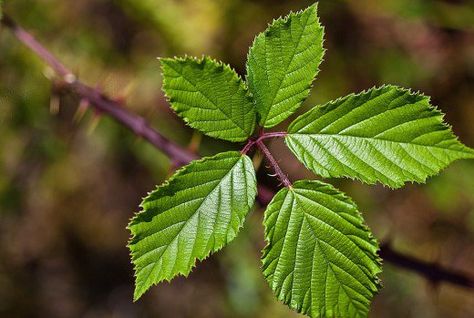 blackberry growing info