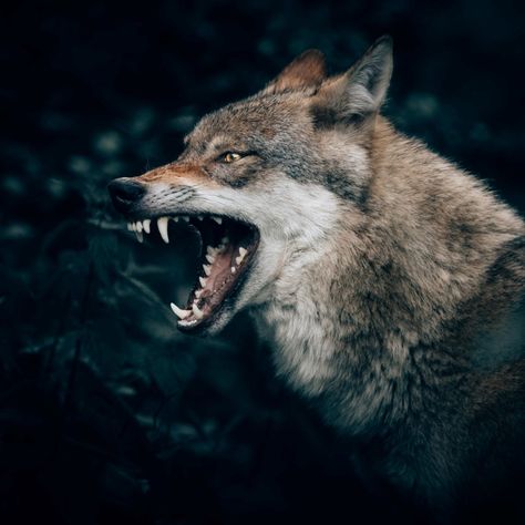 Fairy Tales with Wolves: A Falsely Maligned Villain? - Snow Wolves, Beautiful Wolves Photography, Two Wolves Story, Black Wolf In Snow, Wolves In The Snow, Angry Wolf, Wolf In Forest Photography, Soft Power, Two Wolves