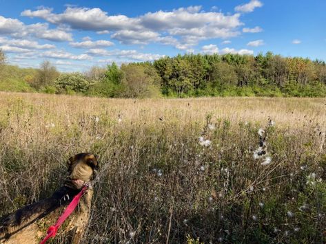 How To Buy Land Or Acreage For Homesteading - Oak Abode Oak Abode, Usda Loan, Buy Land, Farm Business, City Folk, Lease Agreement, Vacant Land, Urban Gardening, Residential Real Estate