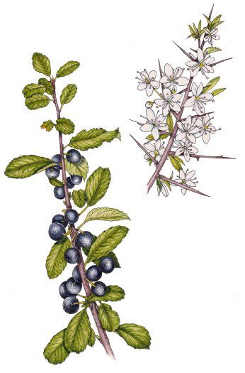 Blackthorn Sloe Prunus spinosa - Lizzie Harper Creepy Woods, Watercolour Wash, Traditional Witchcraft, Rocky Shore, R Tattoo, Watercolor Wash, The 5th Of November, Ink Illustrations, Botanical Illustration