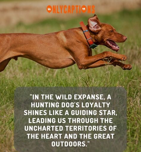 Canine Companions of the Hunt Hunting Dog Quotes Duck, Hunting Dog Quotes, Deer Hunting Quotes, Hunter Quotes, Hunter Quote, Hunting Quotes, Duck Hunter, Touching Words, Loyal Dogs