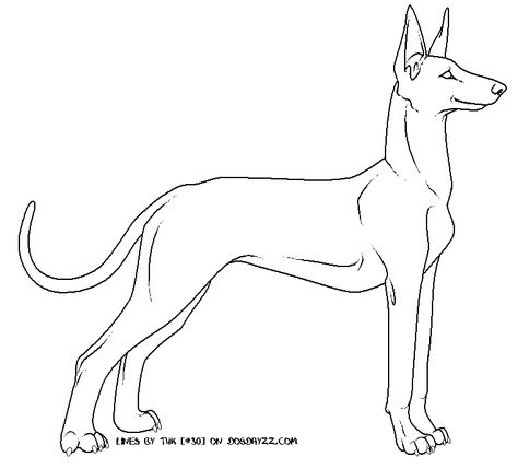 Dog large Dogs To Draw, Draw Dog, Draw Dogs, Dog Outline, Body Outline, Pharaoh Hound, Tattoo Outline, Vinyl Ideas, Dog Drawing