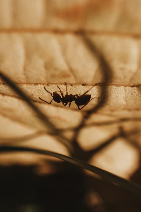 Ant close up, ant macro Ants Aesthetic, Weird Obsessions, Ant Art, Queen Ant, Ant Insect, Book Journals, Hank Pym, Ant Farms, The Leaf