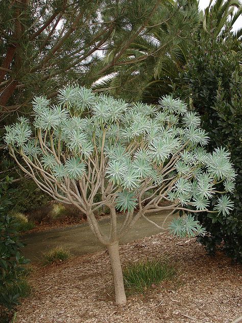 Euphorbia lambii Euphorbia Lambii, Bromeliads Landscaping, Euphorbia Plant, Yucca Tree, California Native Garden, Florida Landscaping, Weird Plants, Backyard Plants, Succulent Landscaping