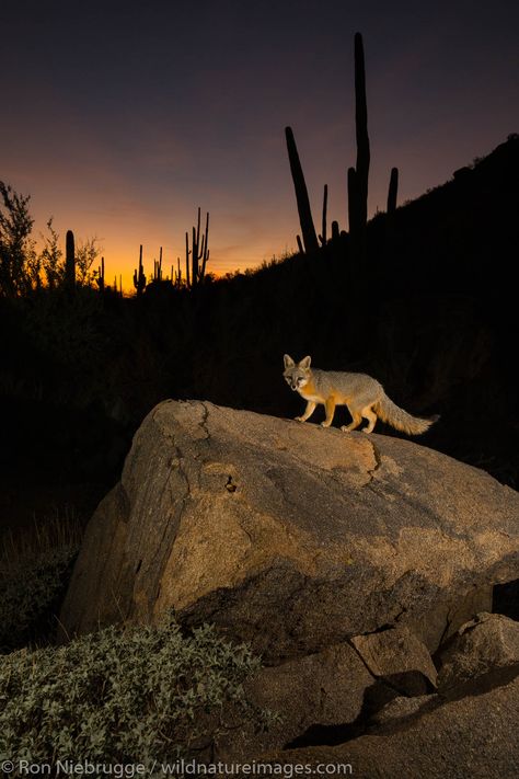 Fox At Night, Arizona Wildlife, Arizona Aesthetic, North American Wildlife, Desert Animals, Grey Fox, Animal Habitats, Tucson Arizona, Wild Dogs