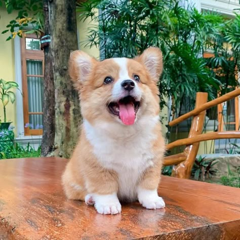 Meet Baby, The Corgi That Loves Everyone & Has A Feisty Personality (31 Pics) White