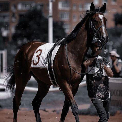 Rich Equestrian Aesthetic, Racing Aesthetic, Horse Competition, Equestrian Aesthetic, Horse Books, Sport Of Kings, Rodeo Life, Horse Aesthetic, Majestic Horse