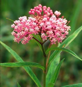 Cafe Plants, Swallowtail Butterflies, Asclepias Incarnata, Swamp Milkweed, Asclepias Tuberosa, Tiny White Flowers, Perennial Border, Sun Garden, Plant Tags