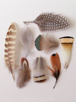 Feather Collection by Bianca Snow On The Wings Of Love, A Well Traveled Woman, Feather Art, Arte Inspo, Back To Nature, Bird Feathers, 그림 그리기, Textures Patterns, Color Inspiration