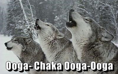 Ooga- Chaka Ooga-Ooga Howl At The Moon, She Wolf, Wild Wolf, Wolf Pictures, Wolf Spirit, Beautiful Wolves, Fascinating Facts, Random Facts, Grey Wolf