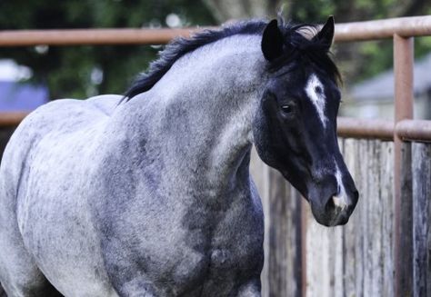 Big boned, beautiful blue roan stallion Blue Roan Quarter Horse, Blue Roan Horse, Roan Horse, Blue Roan, Dream Horse, Andalusian Horse, American Quarter Horse, Black Horses, Most Beautiful Horses