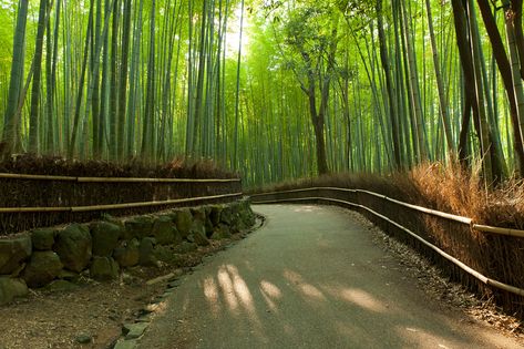 Arashiyama Bamboo Grove Bamboo Forest Japan, Arashiyama Bamboo Grove, Travel Aesthetic Outfits, Travel Love Quotes, Bamboo Grove, Japanese Forest, Japan Holidays, Friends Travel, Travel Wallpaper