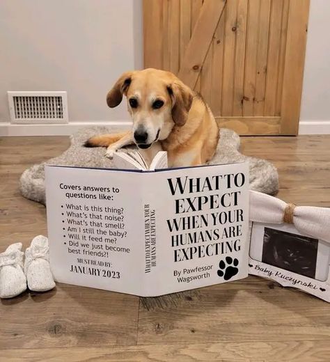 25+ Dog Themed Pregnancy Announcements - Leaf and Steel Baby Announcement With Dogs, Pet Pregnancy Announcement, Dog Baby Announcement, Clever Captions, Pregnant Dog, Pregnancy Announcement To Husband, Pregnancy Announcements, Growing Family, Dog Themed