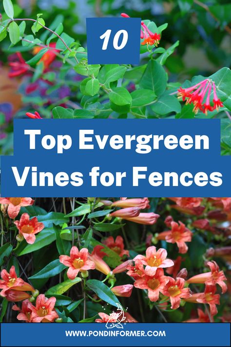 Explore the top 10 evergreen vines that climb fences, adding year-round charm and greenery to your outdoor space. These climbers are perfect for creating a lush and vibrant garden backdrop. #EvergreenVines #FenceClimbers #YearRoundCharm Evergreen Vines Climbing, Vines For Fences, Climbing Plants Fence, Evergreen Climbing Plants, Vine Fence, Fast Growing Climbers, Garden Backdrop, Evergreen Climbers, Wooden Fences