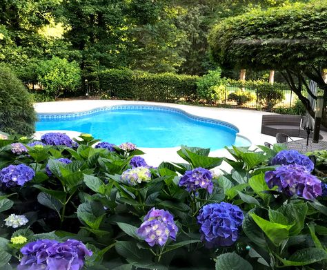 swimming pool landscaping Natural Pool Landscape Design, Tropical Desert Pool Landscaping, Area Around Pool Ideas, Pool Landscaping Hillside, Backyards With Pools Ideas Landscapes, Landscape Ideas Around Pool Area, Landscape Around Pool Equipment, Flower Garden Around Pool, Pool Side Landscaping Ideas Backyard