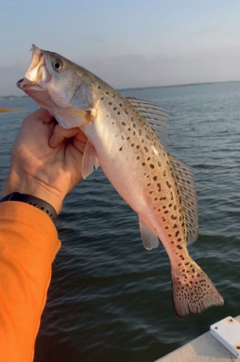 What’s on the line? Spotted seatrout, aka ‘speckled trout’ | Coastal Review Speckled Trout, Trout Roe, Trout Species, Rainbow Trout Photo, Greenback Cutthroat Trout, Speckled Trout Fishing, Trout Art, North Carolina Coast, Brook Trout