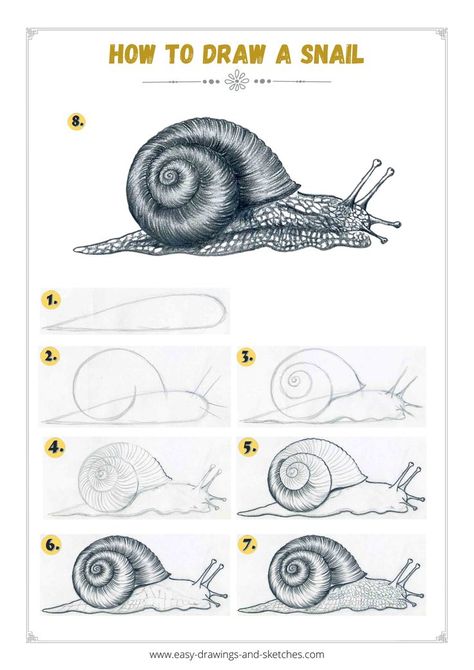 Learn how to draw a snail in few simple steps Snail Drawing Tutorial, Realistic Snail Drawing, How To Draw A Cobra Step By Step, Drawings Of Snails, Garden Snail Drawing, Colorful Snails Drawing, Snail Coloring Page Free Printable, Snail Pencil Drawing, How To Draw A Snail Step By Step