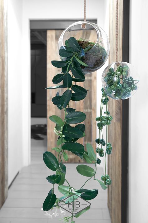 Hanging glass balls with rough rope are very trendy, with fragrant Stephanotis - HiB by Hakbijl Glass Plant House Aesthetic, Plant Bedroom Aesthetic, Hanging Plant Ideas, Hanging Glass Planters, Hanging Indoor Plants, Vertical Garden Plants, Plant In Glass, Plant Diy, Plants In Jars