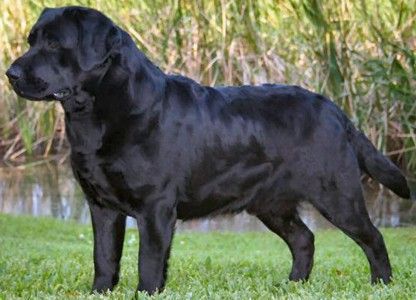 english lab. British Labrador Retriever, English Black Lab, Black English Lab, Funny Black Labrador, English Lab, Chocolate Lab Full Grown, English Labrador, Black Labrador Dog Big, Siberian Husky Puppies