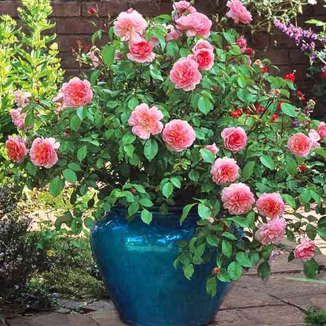 Gemüseanbau In Kübeln, Container Roses, Ground Cover Roses, David Austin Rose, White Flower Farm, Rose Care, Container Gardening Flowers, Shrub Roses, Growing Roses