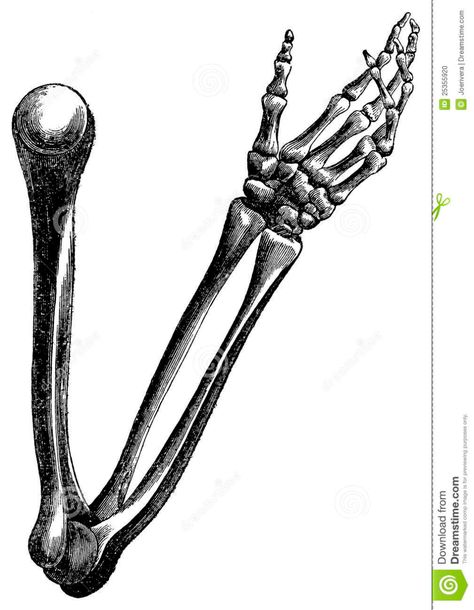 Bone Arm Tattoo, Human Hand Bones, Skeleton Hands Drawing, Anatomical Illustration, Hand Bones, Arm Anatomy, Human Skeleton Anatomy, Skeleton Arm, Arm Bones