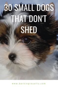 Small Family Dogs, Mini Dogs Breeds, Hypoallergenic Dogs Small, Best Small Dog Breeds, Dog Breeds That Dont Shed, Non Shedding Dogs, Best Small Dogs, A Lot Of Hair, Cute Small Dogs