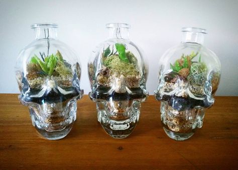 Skull Terrariums Are the Perfect DIY Project For Halloween-Loving Goth Queens Skull Terrarium, Skull Succulent, Goth Bedroom Decor, Wedding Redo, Plant Setup, Succulent Terrariums, Skull Bottle, Bottle Terrarium, Goth Bedroom