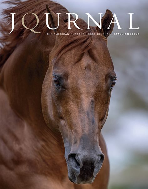 The American Quarter Horse Journal | Current Issue - AQHA Horse Journal, American Quarter Horse Association, Quarter Horse Stallion, Horse And Human, American Quarter Horse, Horse Tips, Quarter Horse, Silver Work, Horse Breeds