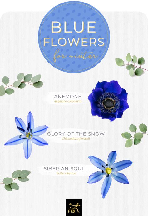 30 Types of Blue Flowers - FTD.com Blue Flower Names, Types Of Blue Flowers, Botanical Reference, Flower List, Landscaping Business Cards, Blue Carnations, Glory Of The Snow, Shasta Daisy, Types Of Blue